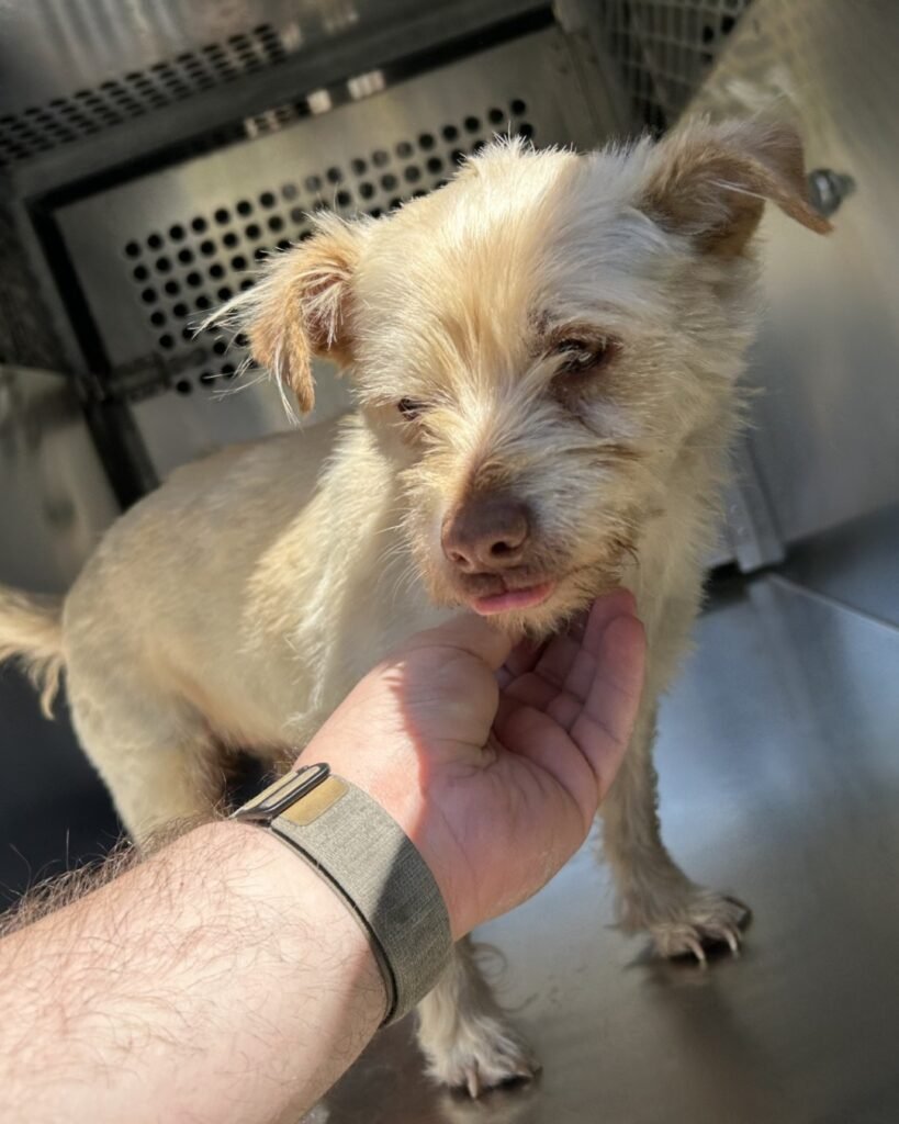 Miracle Microchip Reunites Texas Terrier with Owner After 4 Long Years