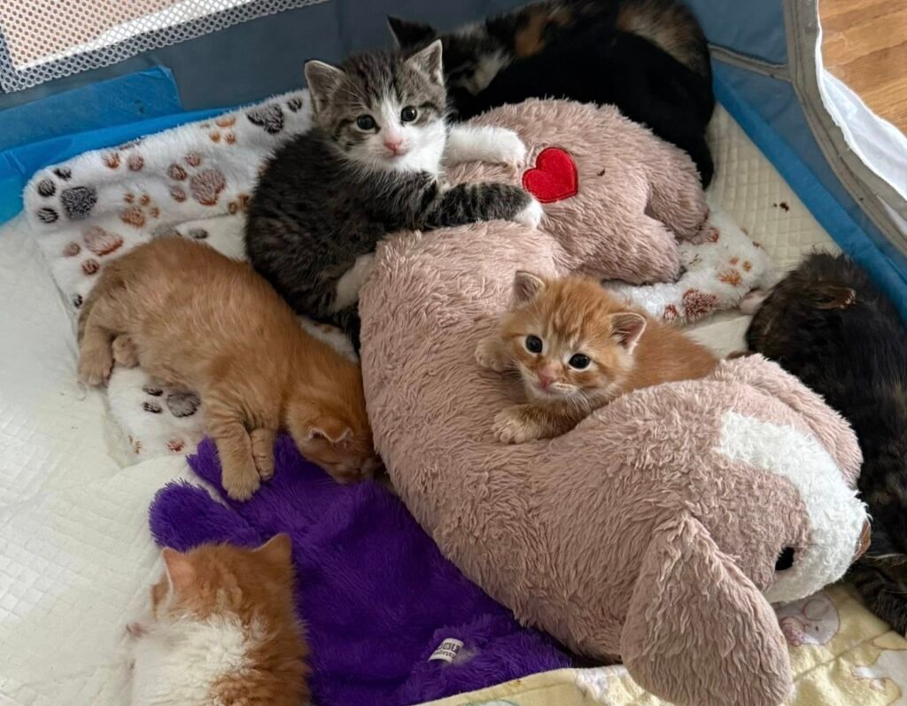 Top-Shelf Kitten Colony: Lowe's Workers Uncover Two Litters in Pennsylvania Garden Center