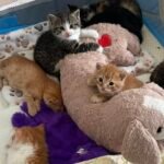 Top-Shelf Kitten Colony: Lowe's Workers Uncover Two Litters in Pennsylvania Garden Center