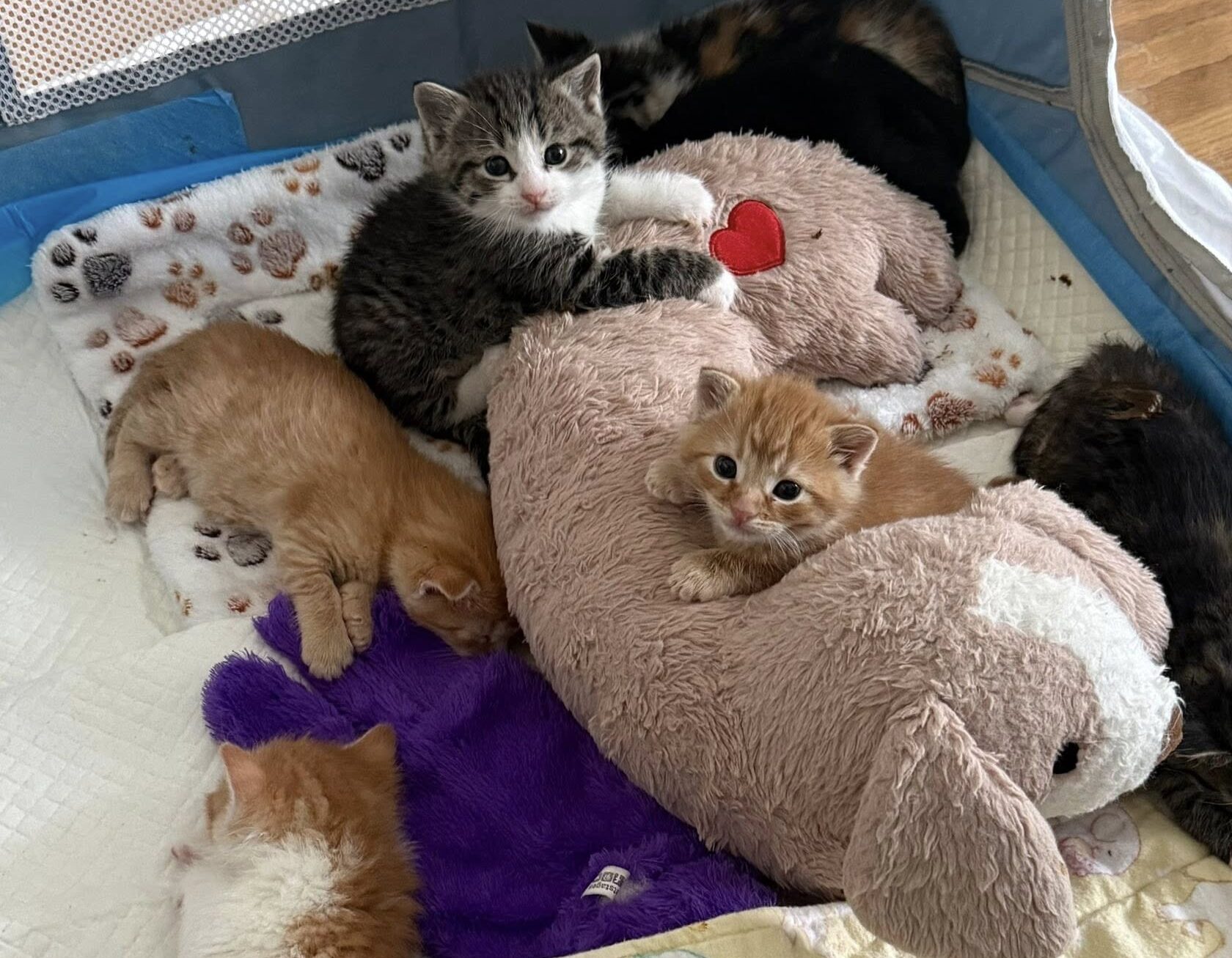 Top-Shelf Kitten Colony: Lowe's Workers Uncover Two Litters in Pennsylvania Garden Center