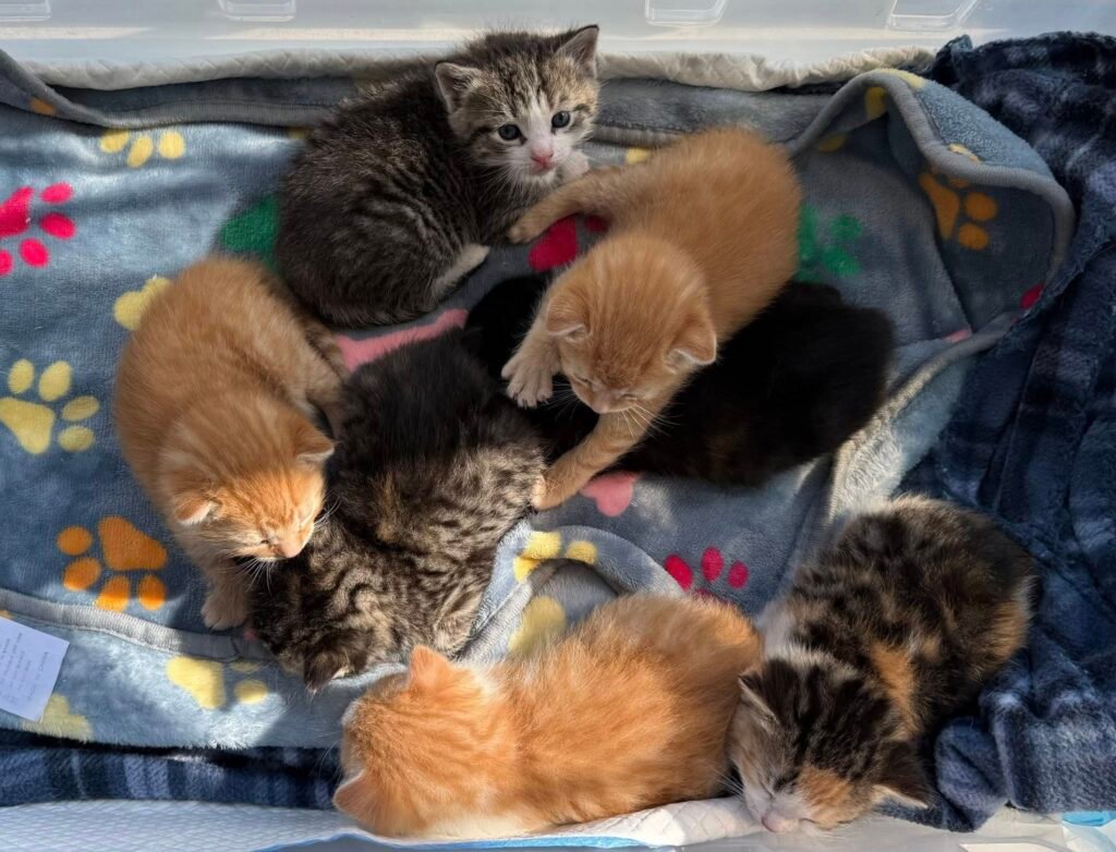 Top-Shelf Kitten Colony: Lowe's Workers Uncover Two Litters in Pennsylvania Garden Center