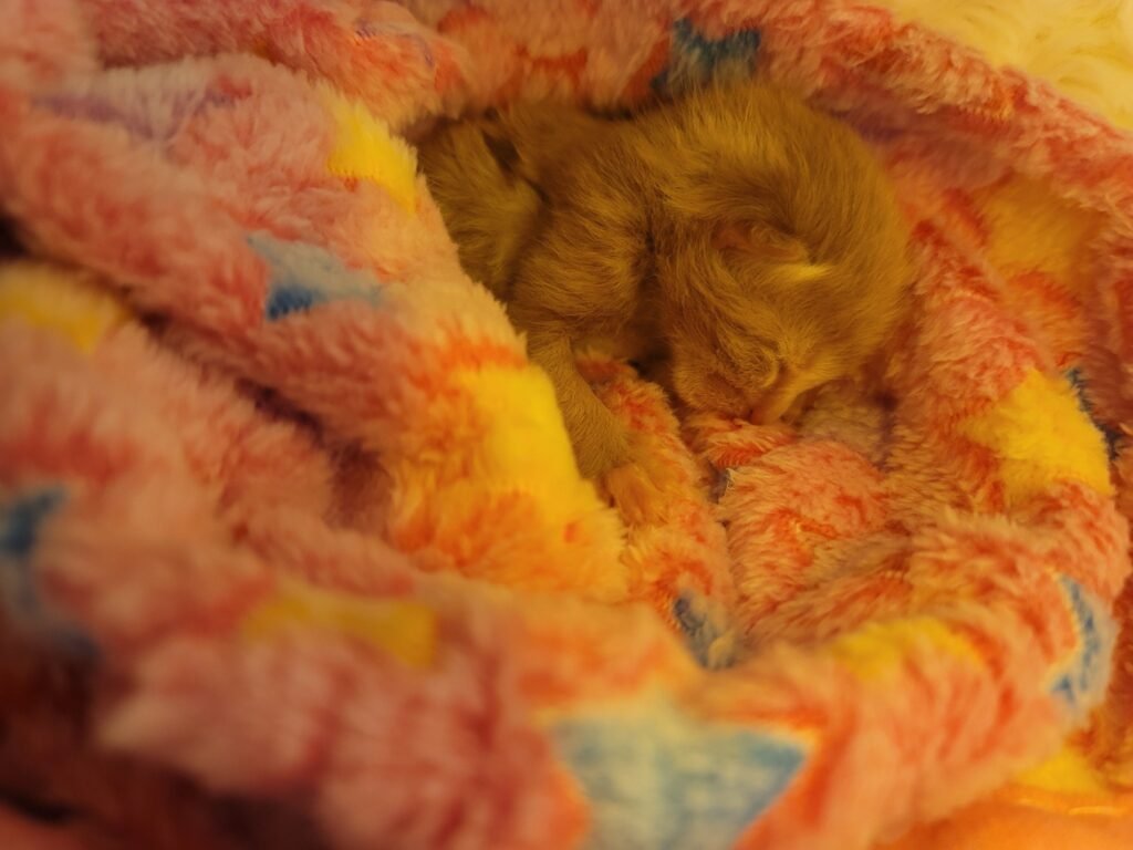 Michigan Newborn Kitten Defies Odds in Tornado Rubble Rescue