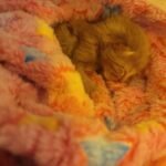 Michigan Newborn Kitten Defies Odds in Tornado Rubble Rescue