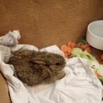 two Baby Rabbits Rescued from Isolated North Sea Drilling Rig