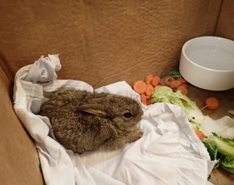 two Baby Rabbits Rescued from Isolated North Sea Drilling Rig