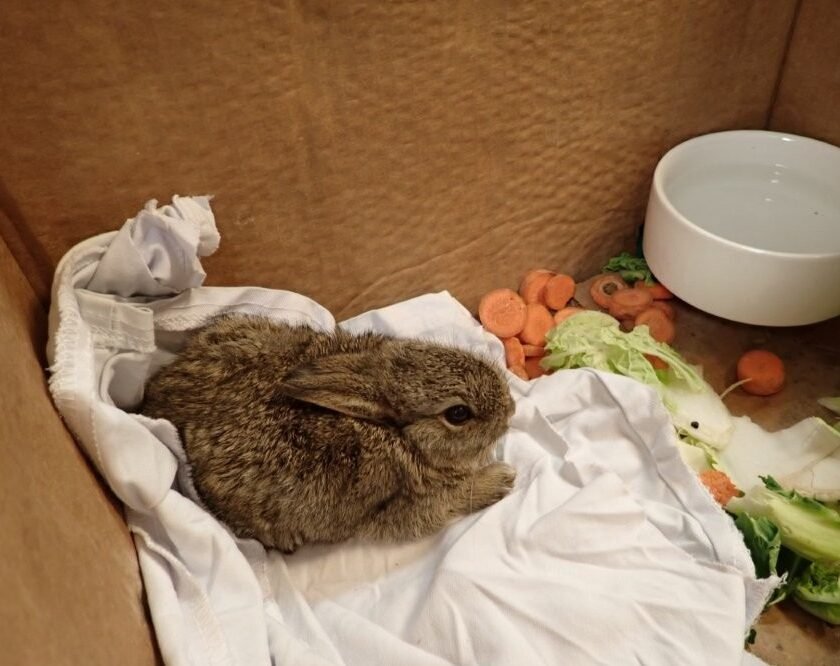 two Baby Rabbits Rescued from Isolated North Sea Drilling Rig