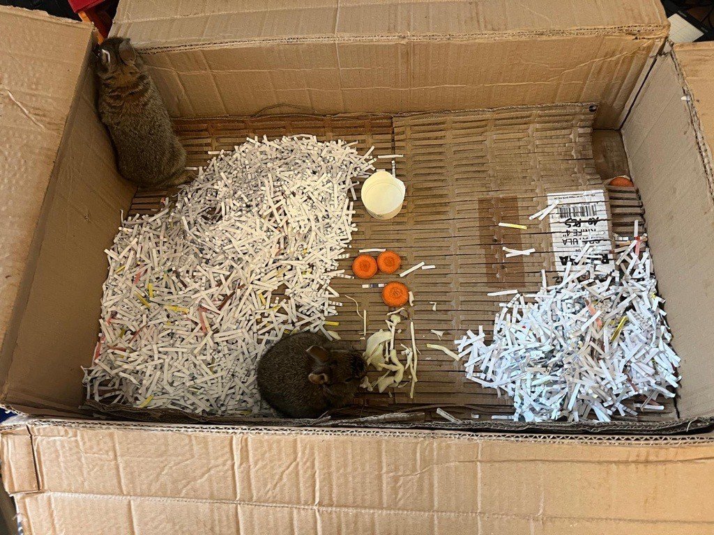 two Baby Rabbits Rescued from Isolated North Sea Drilling Rig