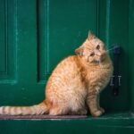 Cats Truly Believe They Are the Rightful Rulers of Your Home