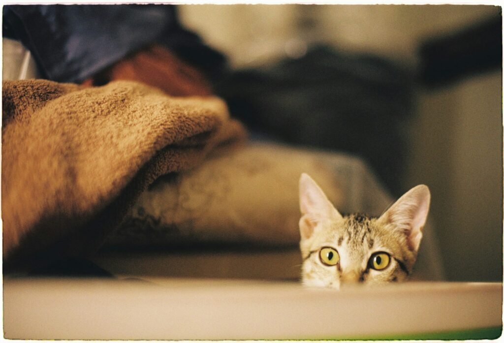 6. The Curiosity Stare - You Are Genuinely Fascinating to Them