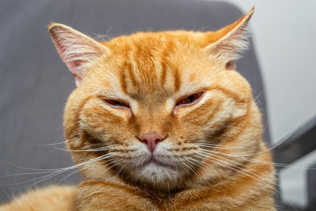 1. The "I Love You" Stare - The Slow Blink Is Their Kiss 