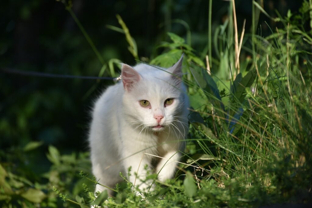 8. Turkish Angora: The Elegant Talker With Ancient Roots