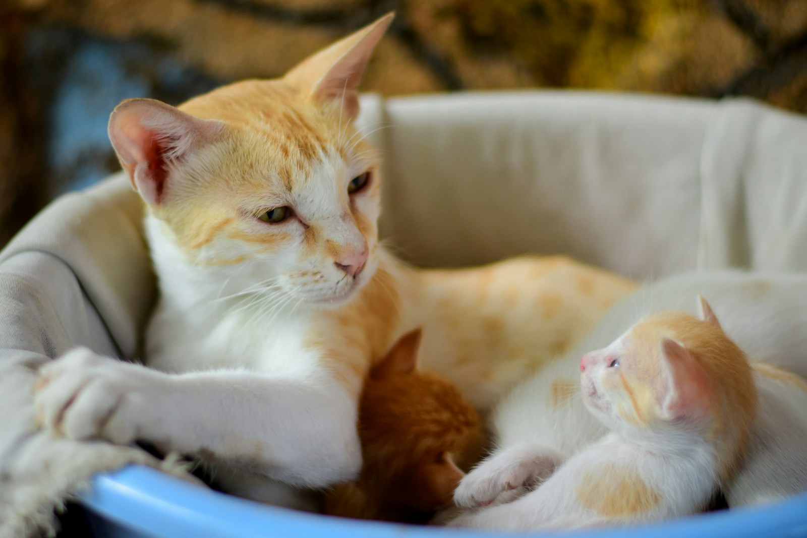 The Mother-Kitten Bond: Where Purring Begins 