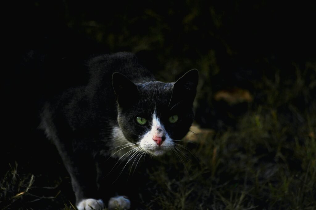 Night Vision That Turns Darkness Into an Advantage