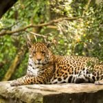 Are Jaguars Really Solitary Hunters? Unraveling Big Cat Mysteries