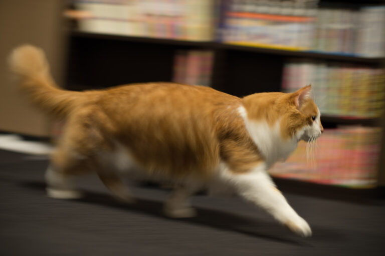 Your Cat's Nightly Zoomies Are a Testament to Their Untamed Spirit