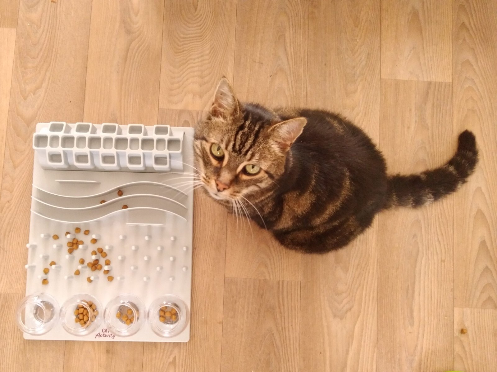 2. Use Puzzle Feeders to Turn Mealtime Into a Game 
