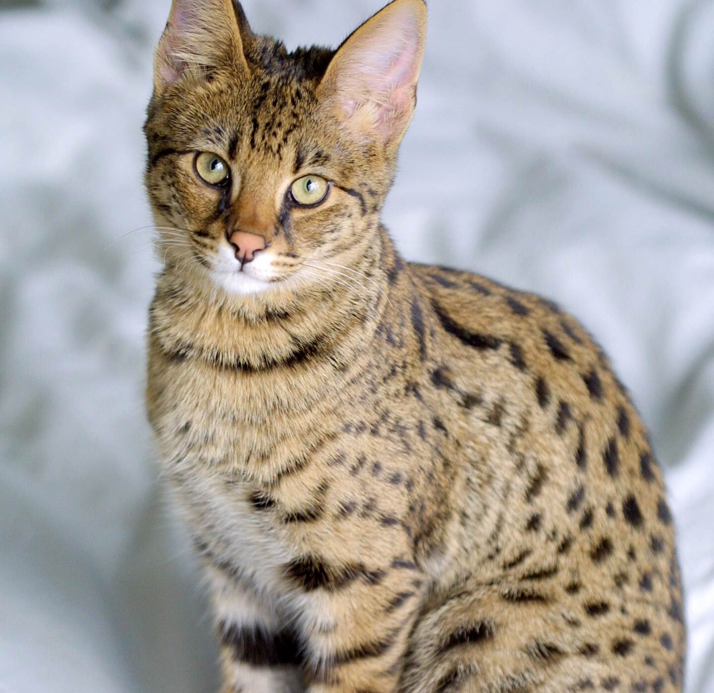 9. Savannah: Athletic, Fierce, and Only Loyal to One Person