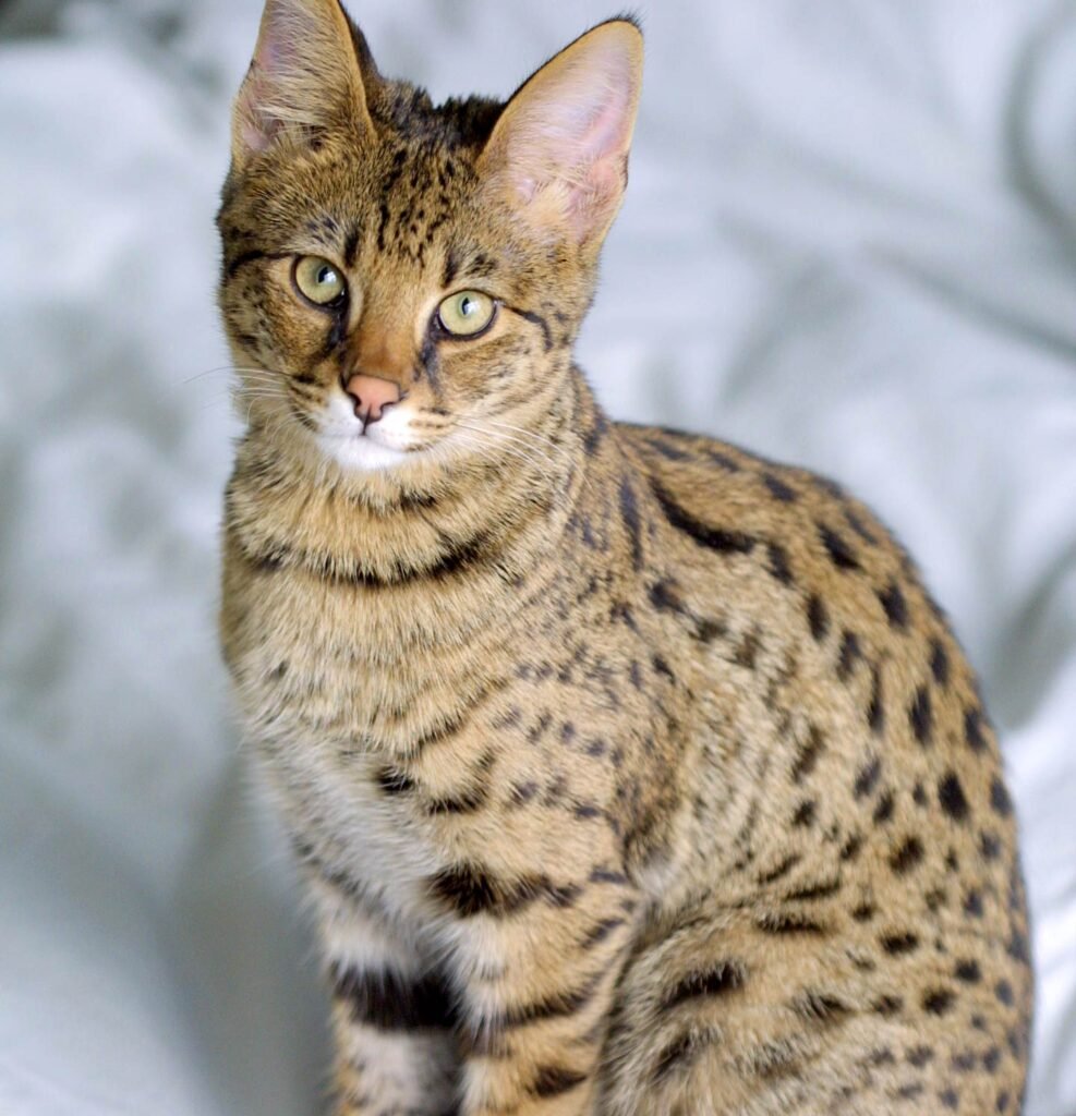 5. Savannah Cat: The Ambush Artist With a Plan