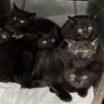 Heroic Dash Saves Six Terrified Kittens from City Parking Garage Nightmare