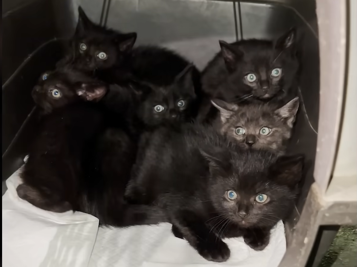 Heroic Dash Saves Six Terrified Kittens from City Parking Garage Nightmare