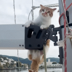Stray Kitten Discovers Life Afloat: Sailing Full-Time Through Greece's Islands with Her Rescuers
