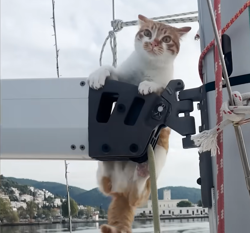 Stray Kitten Discovers Life Afloat: Sailing Full-Time Through Greece's Islands with Her Rescuers