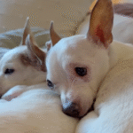 Lonely Senior Dog Finds Doppelgänger Companion in Heartwarming Rescue Tale