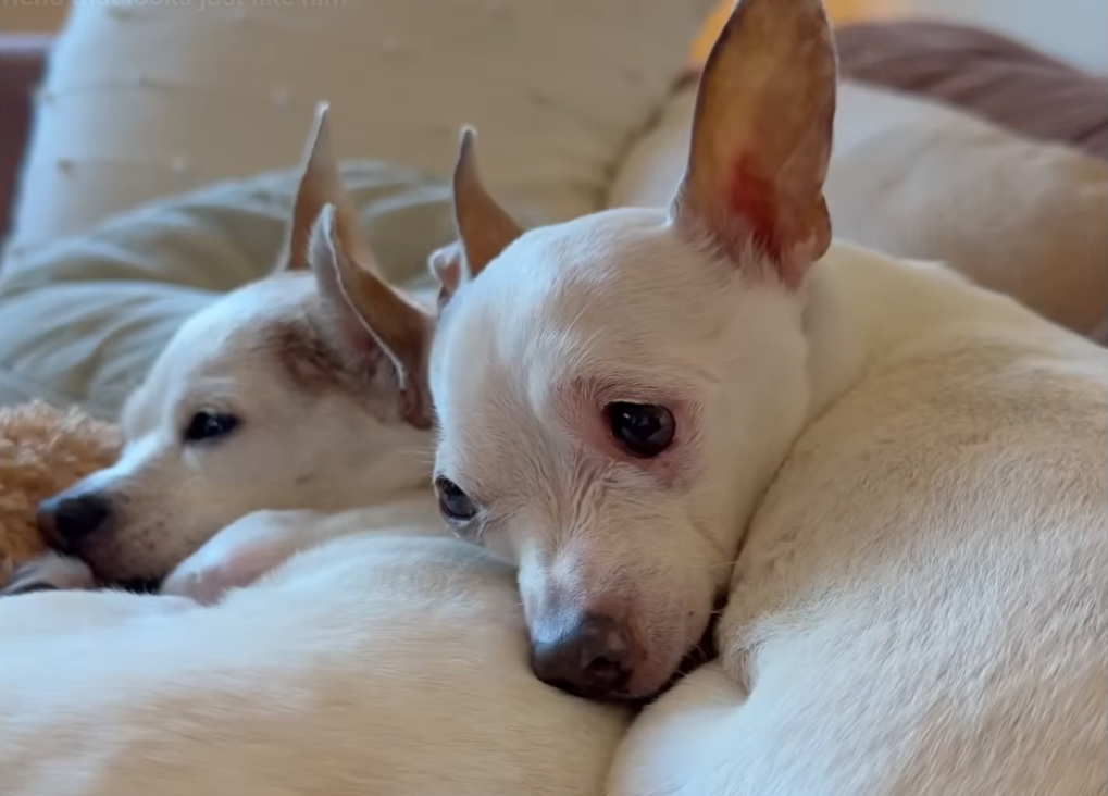 Lonely Senior Dog Finds Doppelgänger Companion in Heartwarming Rescue Tale
