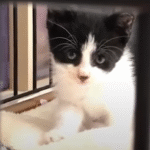 Tiny Hissing Kitten's Audacious Move Seals Lifelong Friendship with Massive Dog