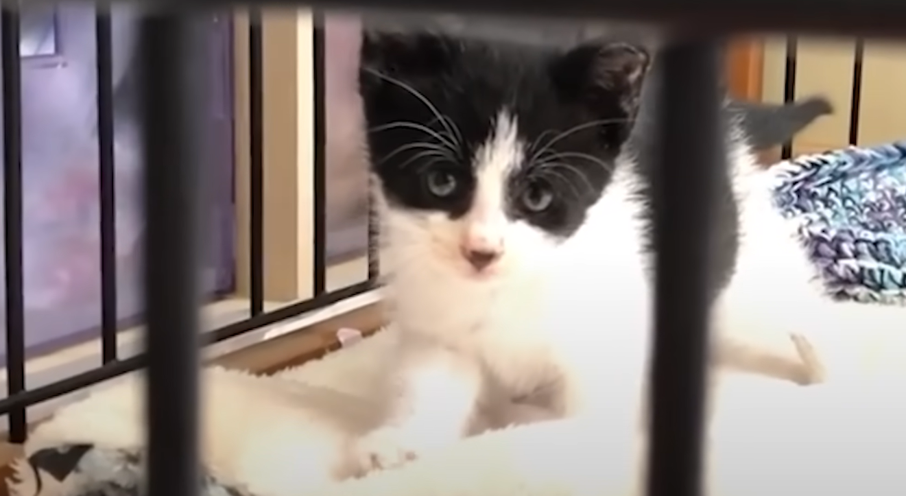 Tiny Hissing Kitten's Audacious Move Seals Lifelong Friendship with Massive Dog