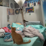Adopted Cat Pair Transforms Bed Canopy into Playground on Day One