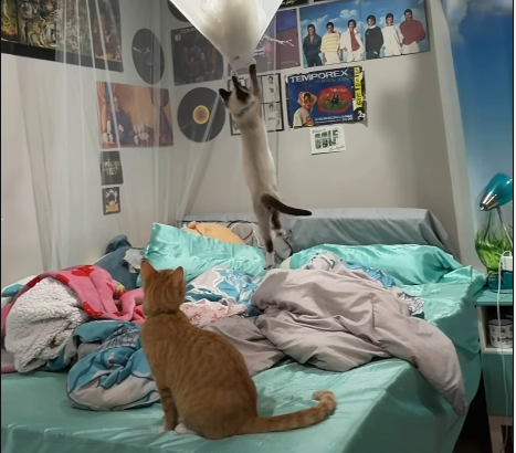 Adopted Cat Pair Transforms Bed Canopy into Playground on Day One