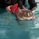 Cat Sebastian Walks Again After Seven Months of Unlikely Swim Therapy Triumph