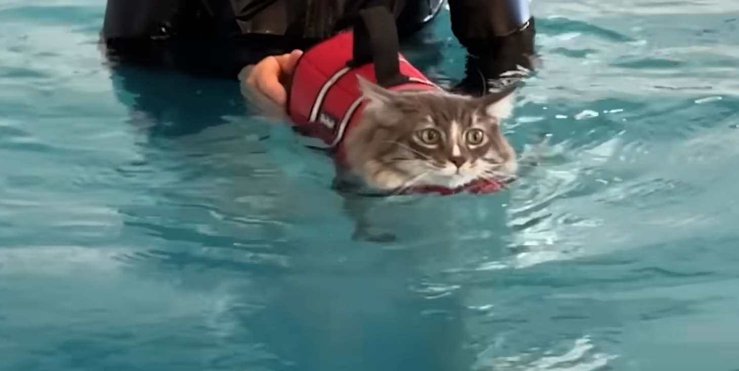 Cat Sebastian Walks Again After Seven Months of Unlikely Swim Therapy Triumph