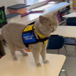 Pinecone the Therapy Cat Rules a Middle School with Purr-fect Authority