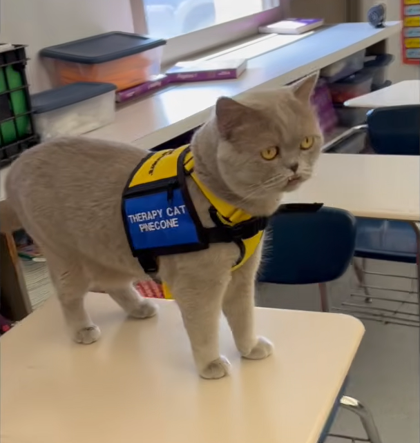 Pinecone the Therapy Cat Rules a Middle School with Purr-fect Authority