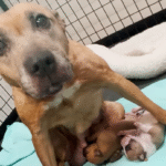 Abandoned Mama Dog Jaya's Wobbly Determination Leads to Heartwarming Rescue Triumph
