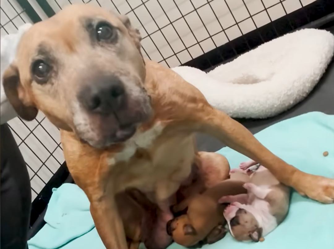 Abandoned Mama Dog Jaya's Wobbly Determination Leads to Heartwarming Rescue Triumph