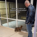 Tabby Cat's Viral Bliss: Rolling into Her New Enclosed Patio Kingdom