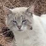 Bullied Stray Cat Discovers Trust and Blissful Friendship After Years on the Streets