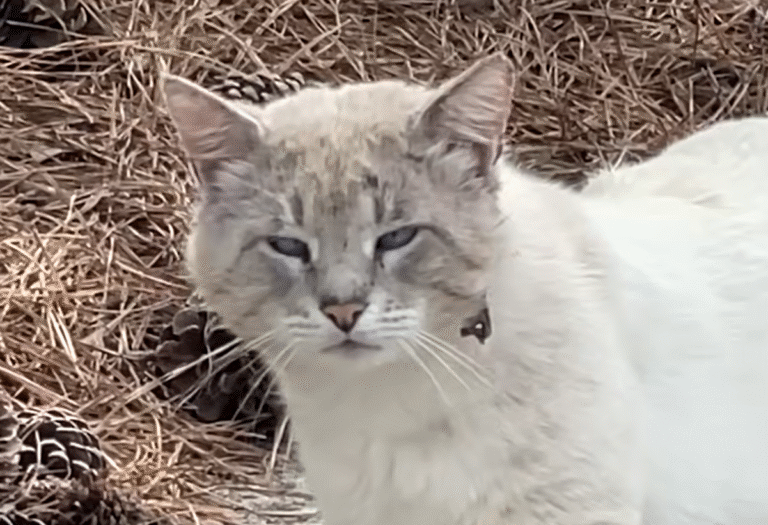 Bullied Stray Cat Discovers Trust and Blissful Friendship After Years on the Streets