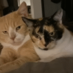 Stray Cat's Remarkable Loyalty Guides Timid Companion to Forever Home