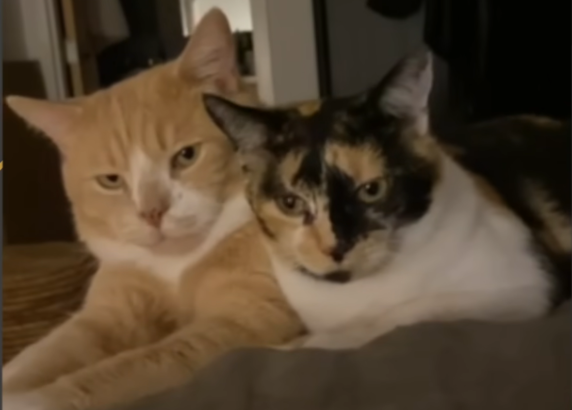 Stray Cat's Remarkable Loyalty Guides Timid Companion to Forever Home