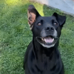 Smiling Senior Dog Duncan Steals Hearts After Shelter Arrival, Sparks Joyful Rescue