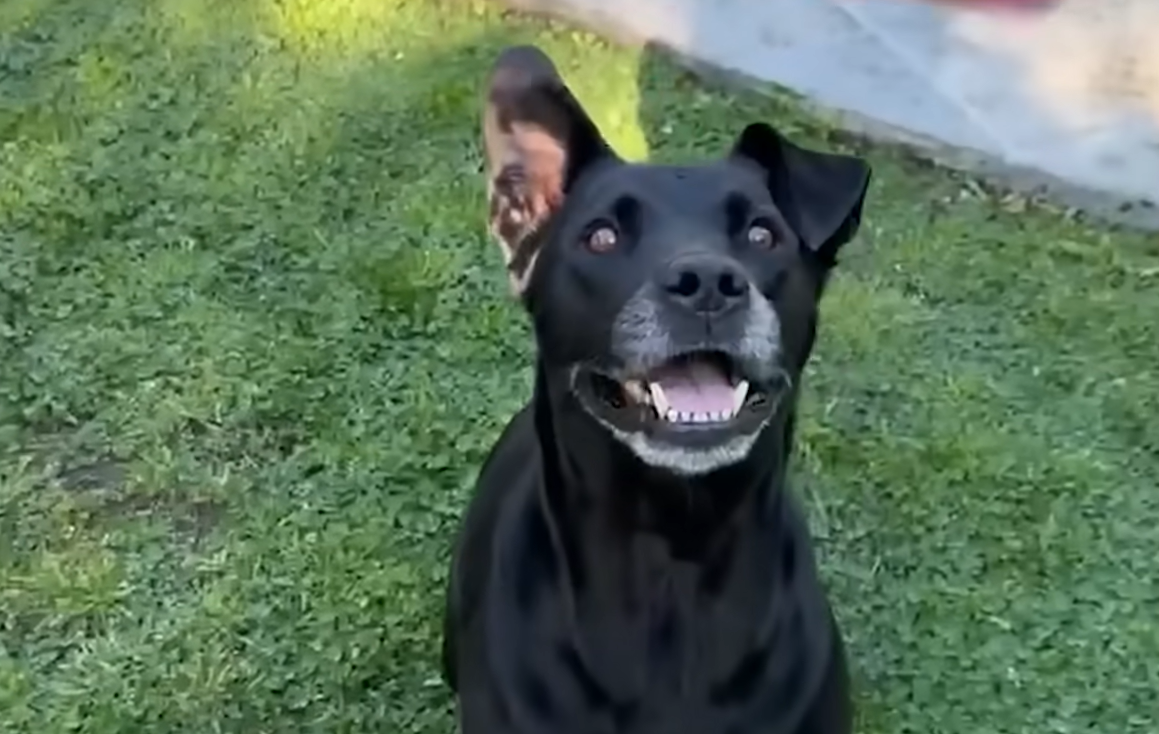 Smiling Senior Dog Duncan Steals Hearts After Shelter Arrival, Sparks Joyful Rescue