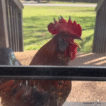 Mystery Rooster Shows Up at Woman’s Home; What Happened Next Was Unbelievable