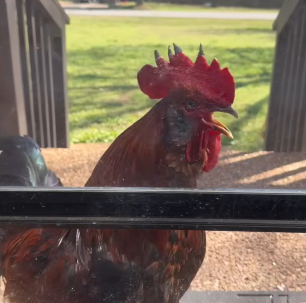 Mystery Rooster Shows Up at Woman’s Home; What Happened Next Was Unbelievable