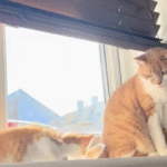 Senior Cat Overcomes Grief to Instantly Embrace New Kitten Companion