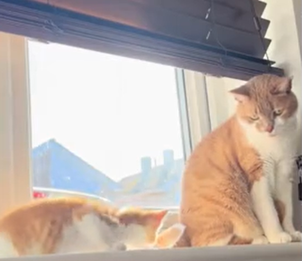 Senior Cat Overcomes Grief to Instantly Embrace New Kitten Companion