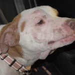 Scarred Pit Bull Paladin Blooms with Trust Under Foster Mom's Care